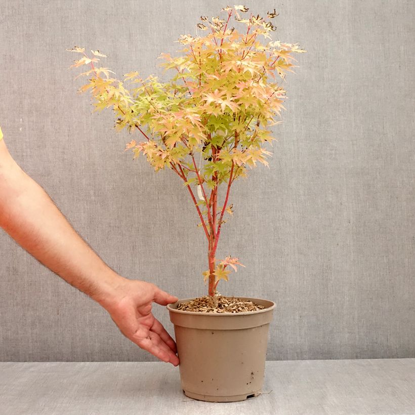 Exemplaar van Acer palmatum Red Wood - Japanse esdoorn Pot van 4 l/5 l zoals geleverd in de herfst