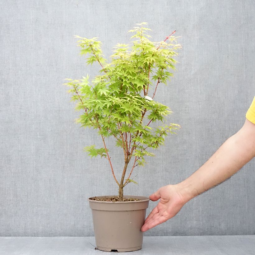 Exemplaar van Acer palmatum Red Wood - Japanse esdoorn Pot van 4 l/5 l zoals geleverd in de lente