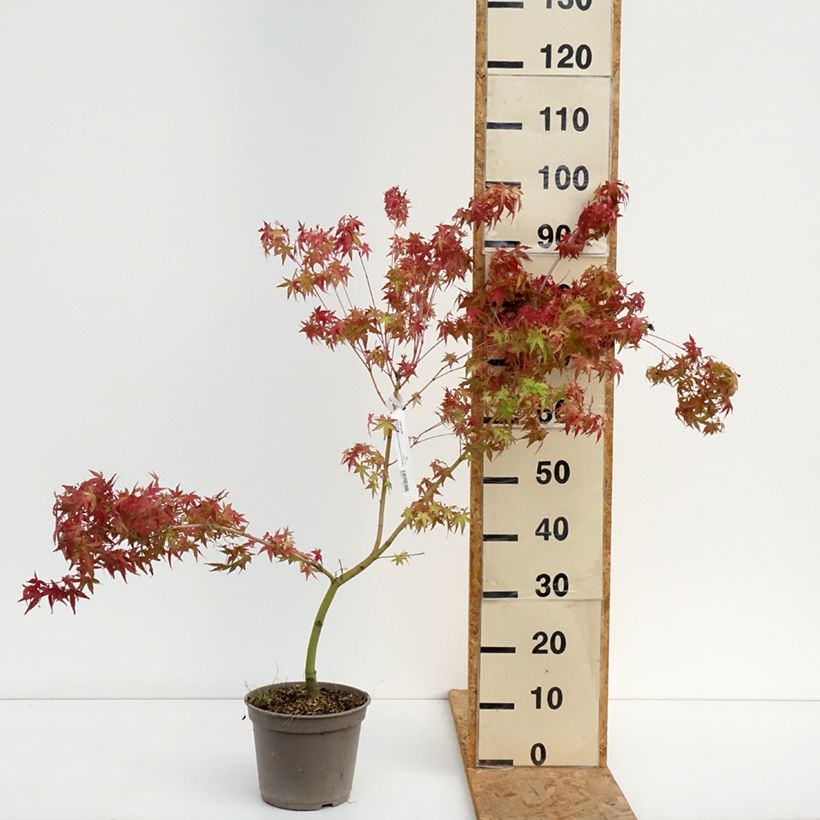 Exemplaar van Acer palmatum Ueno Yama - Japanse esdoorn Pot van 4 l/5 l zoals geleverd in de zomer