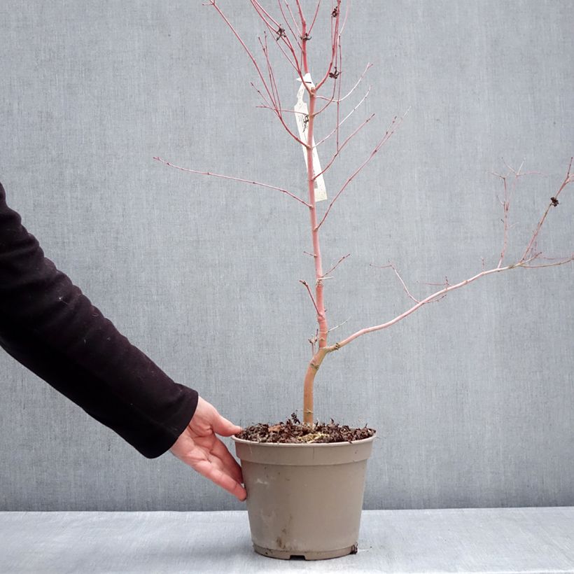 Exemplaar van Acer palmatum Ueno Yama - Japanse esdoorn Pot van 4 l/5 l zoals geleverd in de winter