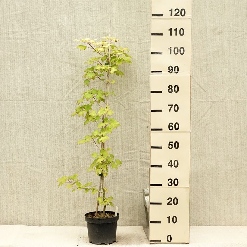 Exemplaar van Acer x orientalia Minorient -  Esdoorn Pot van 3 l/4 l zoals geleverd in de zomer
