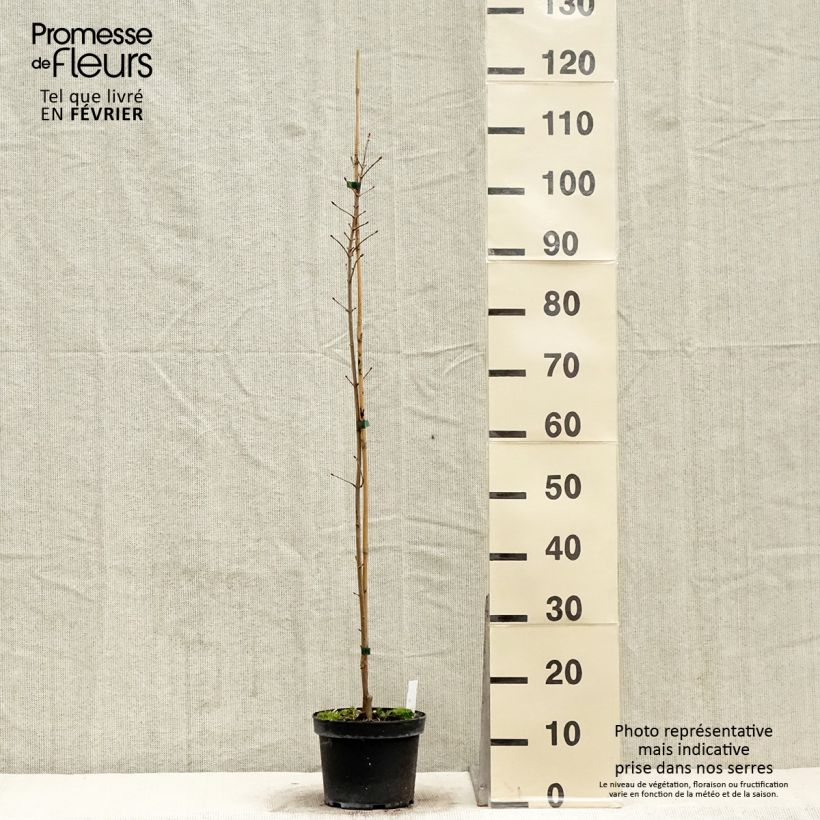 Example of Acer x orientalia Minorient -  Esdoorn Pot van 3 l/4 l as you get in hiver