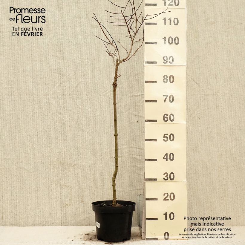 Example of Erable plane - Acer Ample Surprise Pot van 7,5 l/10 l as you get in hiver