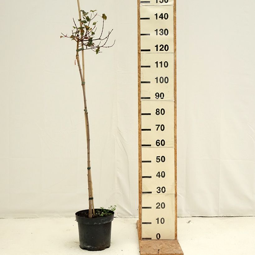Exemplaar van Acer x platanoides Ample Surprise - Esdoorn Pot van 7,5 l/10 l, Stengel zoals geleverd in de herfst