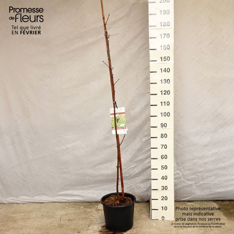 Example of Erable plane - Acer platanoides Drummondii Pot van 12 l/15 l as you get in hiver