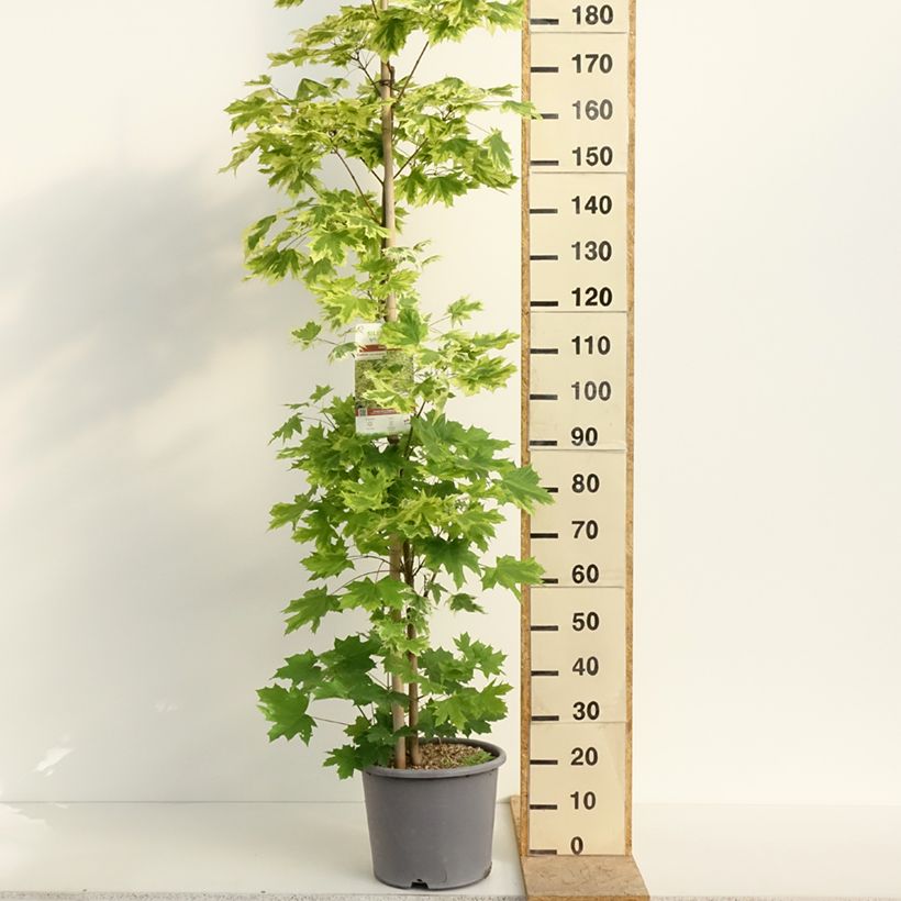 Exemplaar van Acer platanoides Drummondii - Noorse esdoorn Pot van 12 l/15 l, Kroonhoogte zoals geleverd in de lente