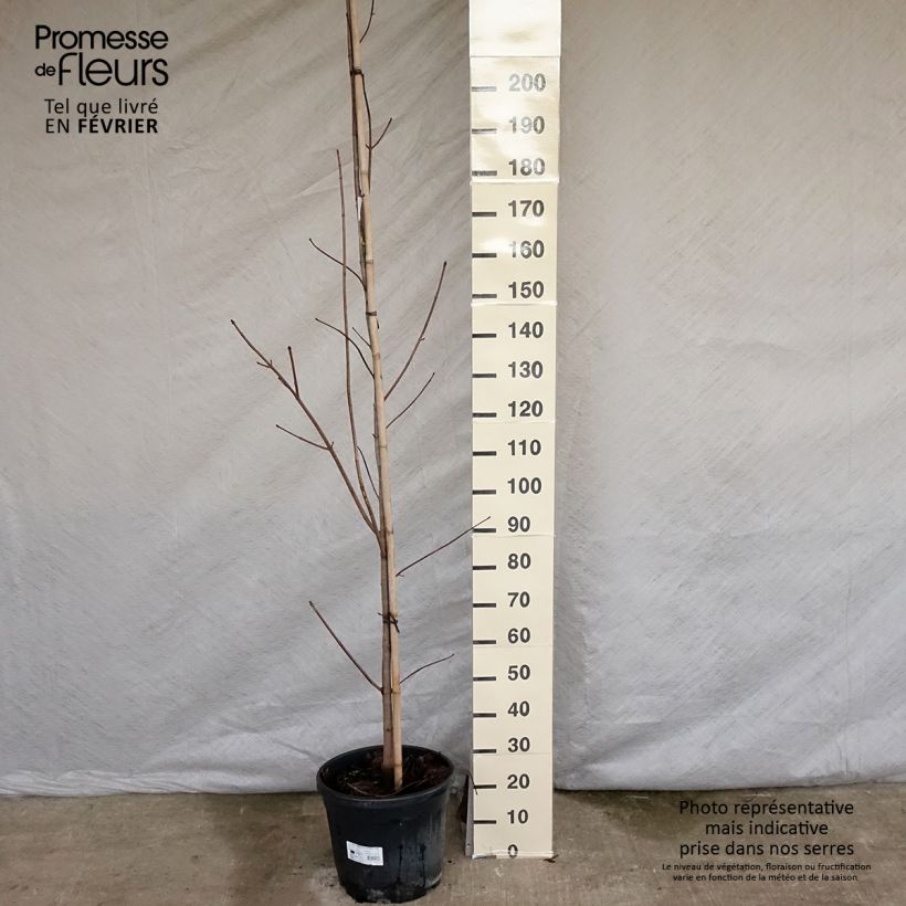 Example of Érable platane - Acer platanoides Crimson King Pot van 20 l/25 l as you get in hiver