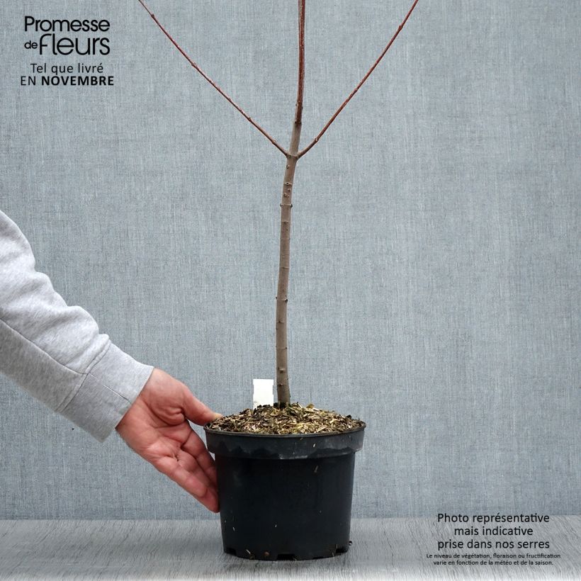 Exemplaar van Acer rubrum - Rode esdoorn Pot van 3 l/4 l zoals geleverd in de herfst