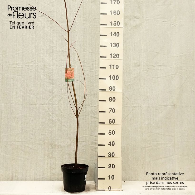 Example of Érable rouge - Acer rubrum1 Pot van 7,5 l/10 l as you get in hiver