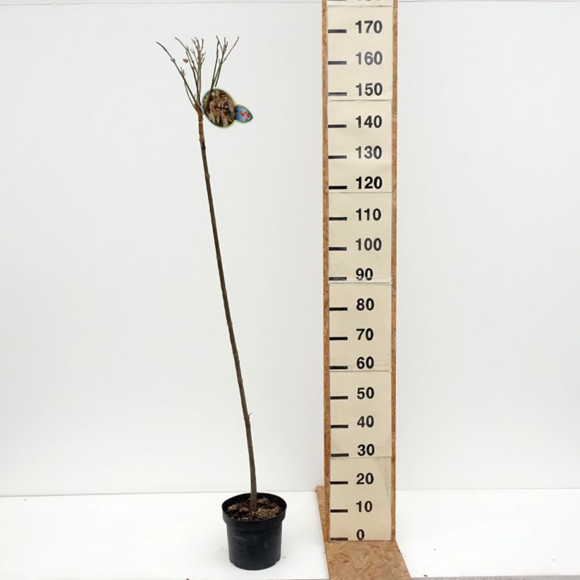 Exemplaar van Acer pseudoplatanus Brilliantissimum - Bonte bolesdoorn Pot van 4 l/5 l zoals geleverd in de herfst