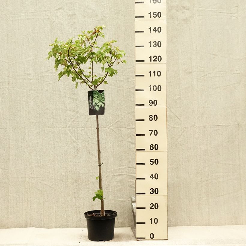 Exemplaar van Acer pseudoplatanus Brilliantissimum - Bonte bolesdoorn Pot van 4 l/5 l zoals geleverd in de zomer
