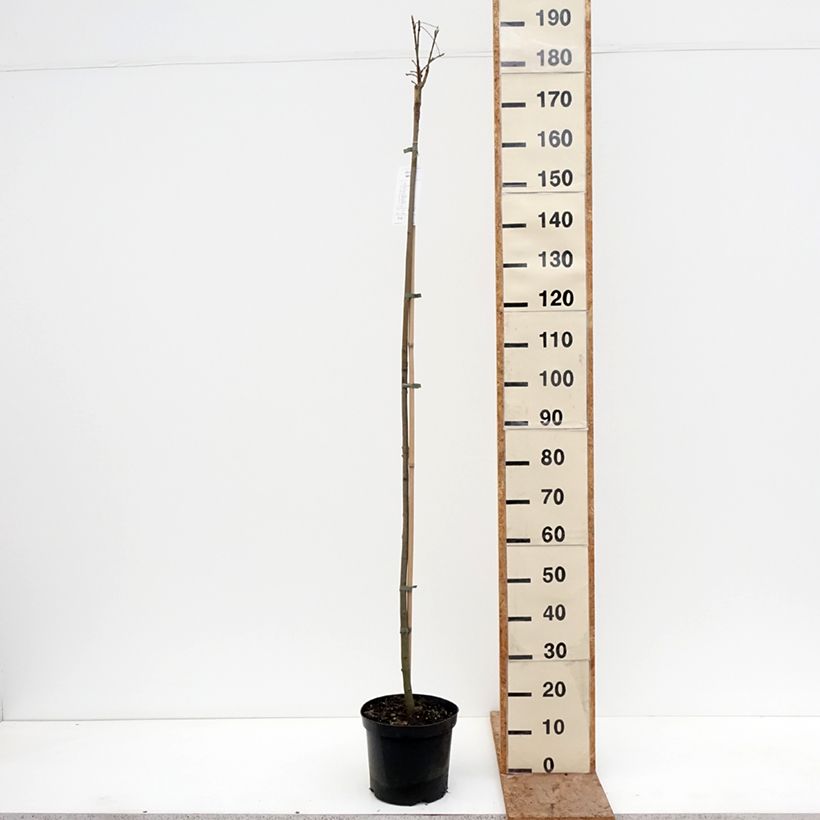 Exemplaar van Acer pseudoplatanus Leats Cottage - Gewone esdoorn Pot van 7,5 l/10 l, Stengel zoals geleverd in de winter