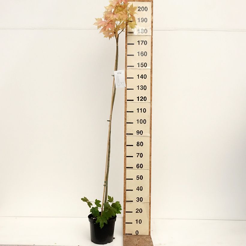 Exemplaar van Acer pseudoplatanus Leats Cottage - Gewone esdoorn Pot van 7,5 l/10 l, Stengel zoals geleverd in de lente