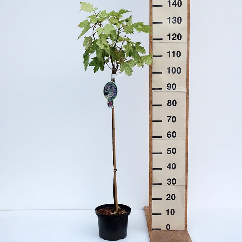 Exemplaar van Acer pseudoplatanus Simon-Louis Frères - Gewone esdoorn Pot van 4 l/5 l, Stengel zoals geleverd in de herfst