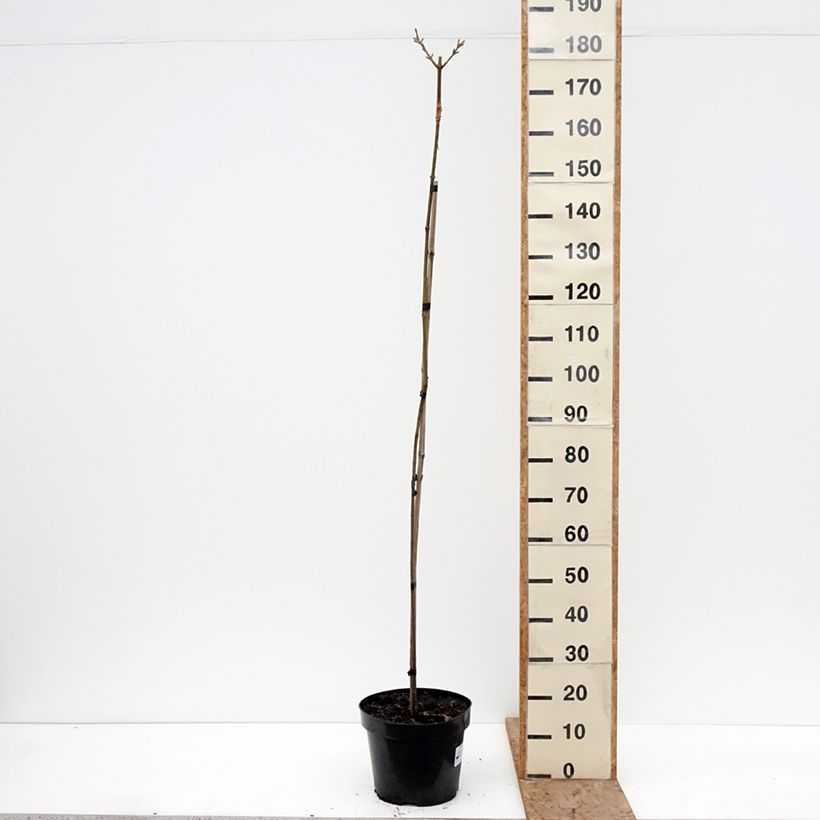 Exemplaar van Acer pseudoplatanus Sunshine - Gewone esdoorn Pot van 7,5 l/10 l, Stengel zoals geleverd in de winter