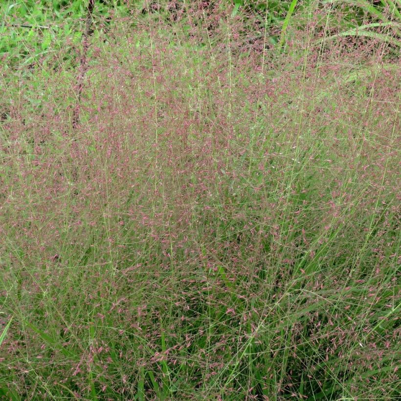 Eragrostis spectabilis - Liefdesgras (Flowering)