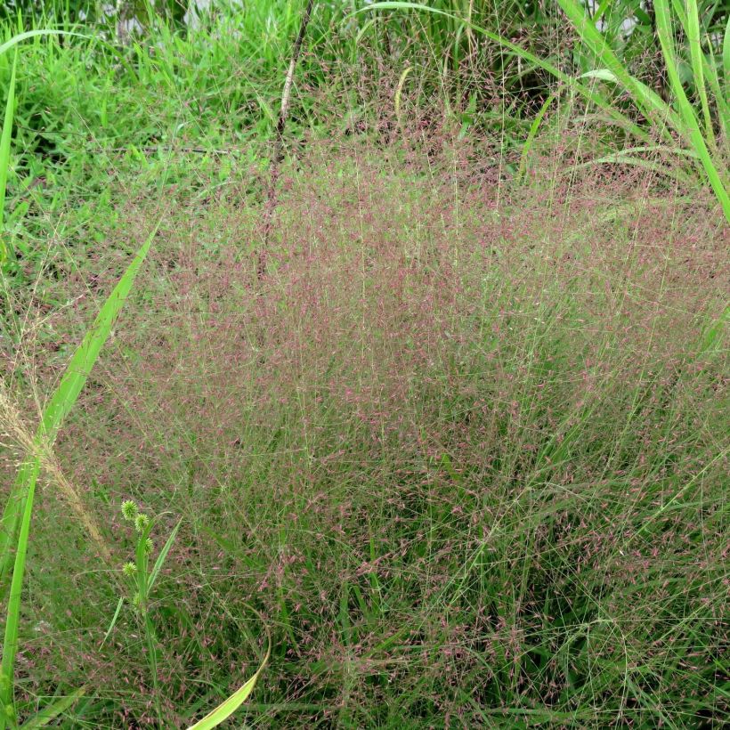 Eragrostis spectabilis - Liefdesgras (Plant habit)