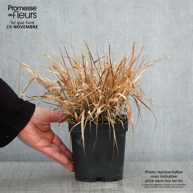 Exemplaar van Eragrostis spectabilis - Liefdesgras Pot van 1,5 l/2 l zoals geleverd in de herfst