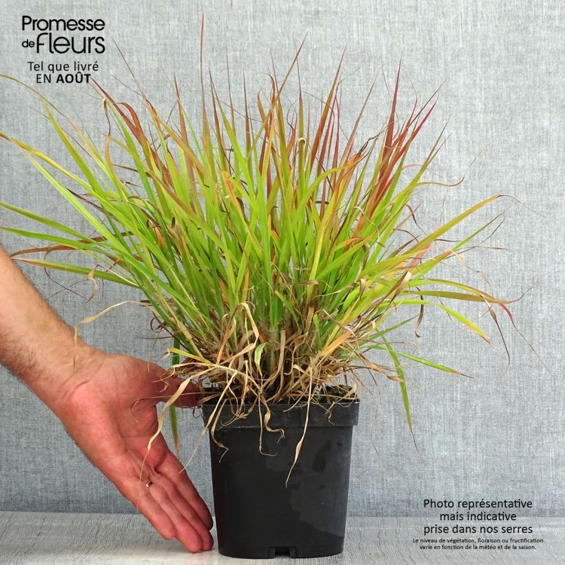 Exemplaar van Eragrostis spectabilis - Liefdesgras Pot van 1,5 l/2 l zoals geleverd in de zomer