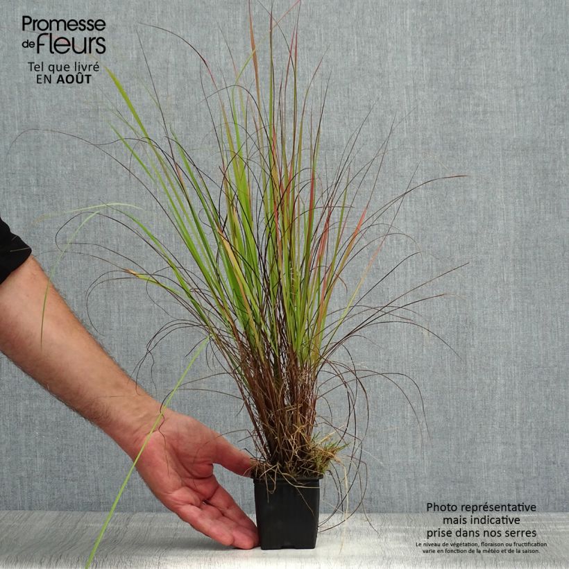 Exemplaar van Eragrostis trichodes - Liefdesgras Kweekpotje van 8/9 cm zoals geleverd in de zomer