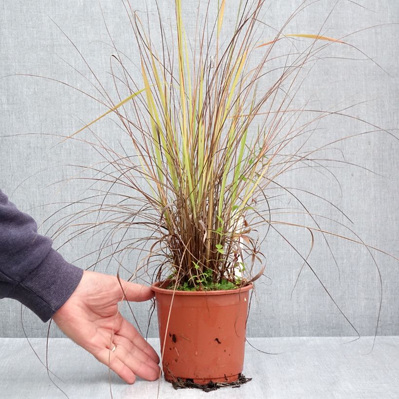 Exemplaar van Eragrostis trichodes - Liefdesgras Pot van 1 l/1,5 l zoals geleverd in de herfst