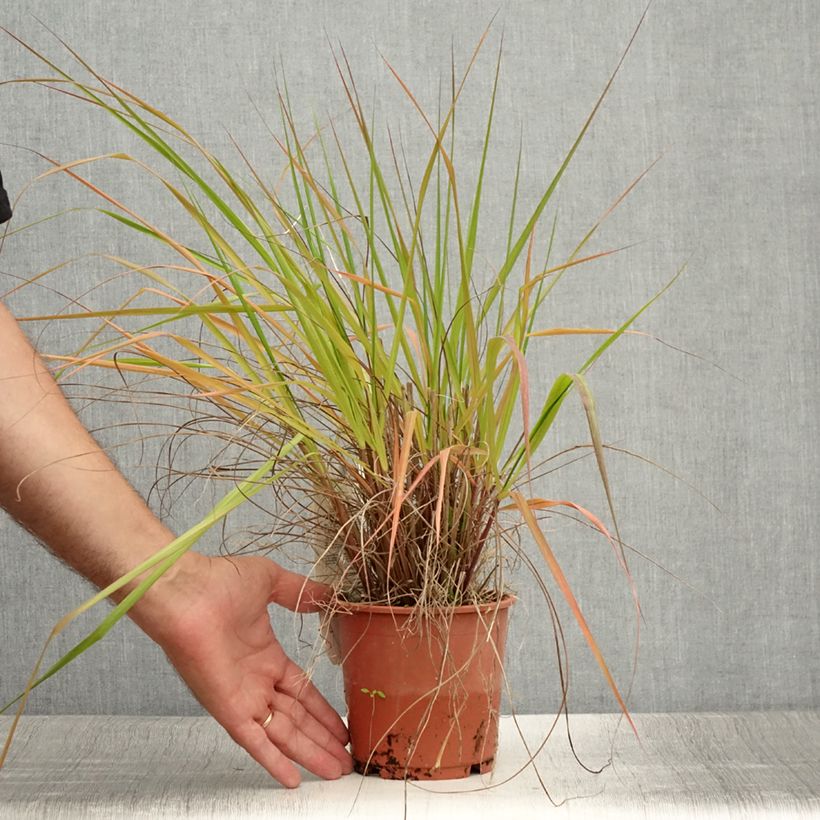 Exemplaar van Eragrostis trichodes - Liefdesgras Pot van 1 l/1,5 l zoals geleverd in de zomer