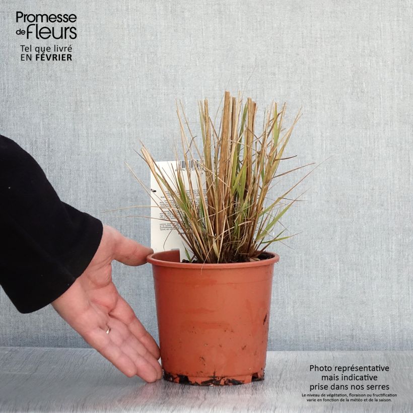 Example of Eragrostis trichodes - Herbe d'amour Pot van 1 l/1,5 l as you get in hiver