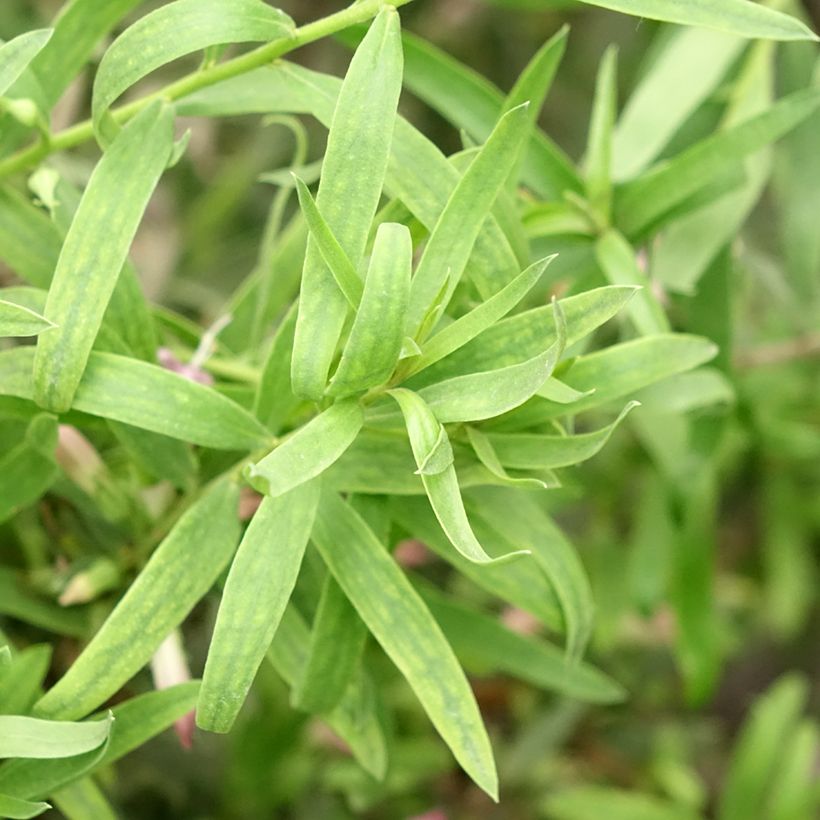 Eremophila laanii - Emustruik (Blad)