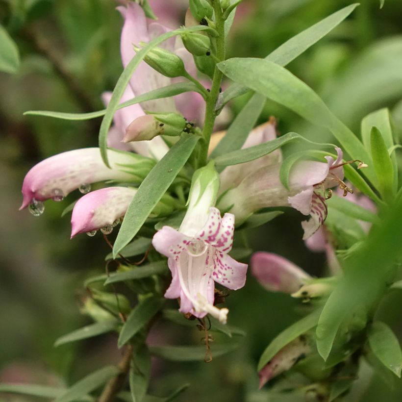 Eremophila laanii - Emustruik (Bloei)