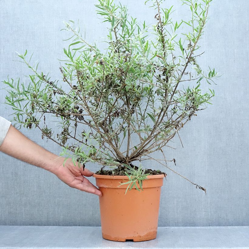 Exemplaar van Eremophila laanii - Emustruik Pot van 7,5 l/10 l zoals geleverd in de zomer