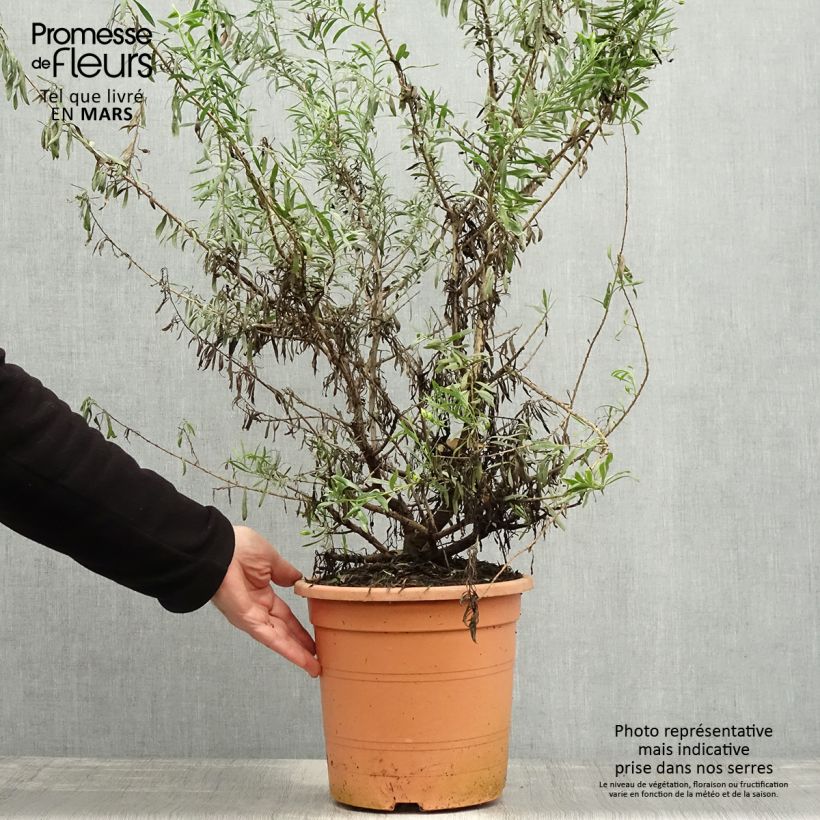 Exemplaar van Eremophila maculata Aurea - Emustruik Pot van 7,5 l/10 l zoals geleverd in de lente