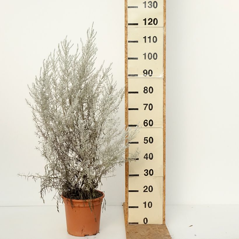 Exemplaar van Eremophila nivea - Zijden emoe-bos Pot van 3 l/4 l zoals geleverd in de herfst