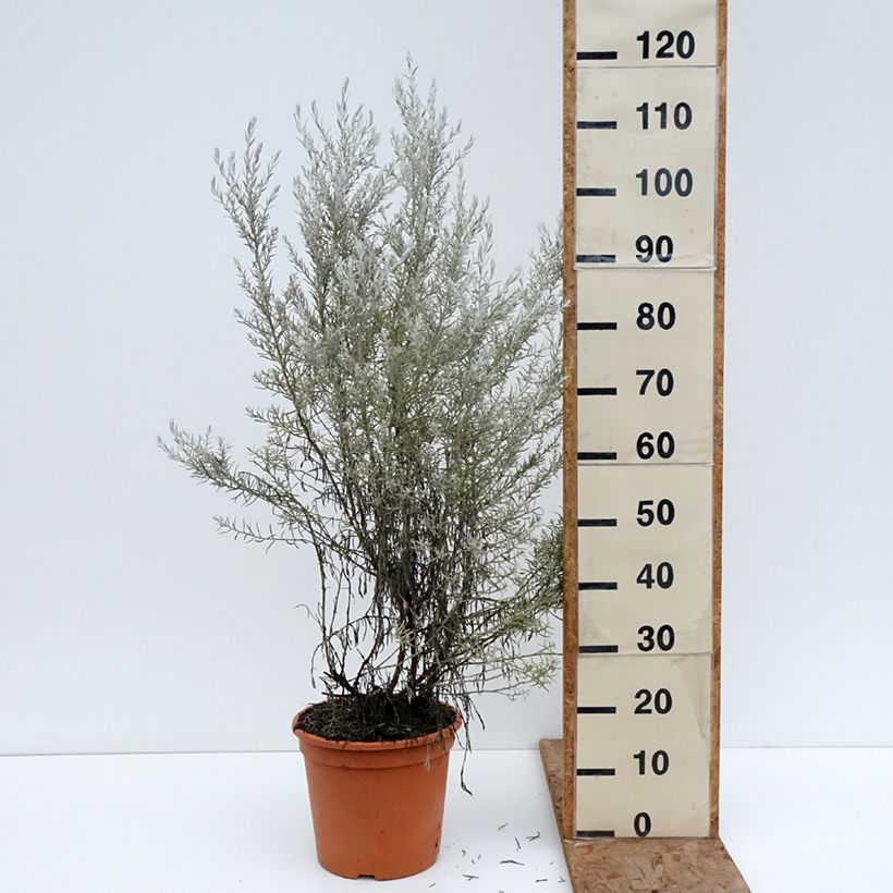 Example of Eremophila nivea - Eremophile soyeuse Pot van 7,5 l/10 l as you get in hiver