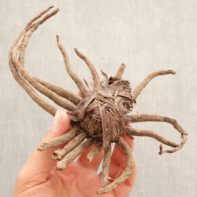 Exemplaar van Eremurus isabellinus Cléopatra - Steppenlelie Bol kaliber I zoals geleverd in de lente