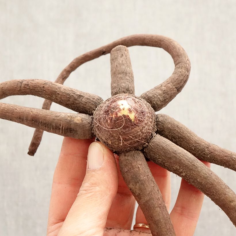 Exemplaar van Eremurus Pinokkio - Steppenlelie Bol kaliber I zoals geleverd in de lente