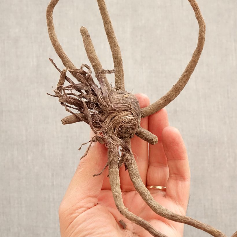 Exemplaar van Eremurus robustus - Reuzen-steppenlelie Bol kaliber I zoals geleverd in de lente