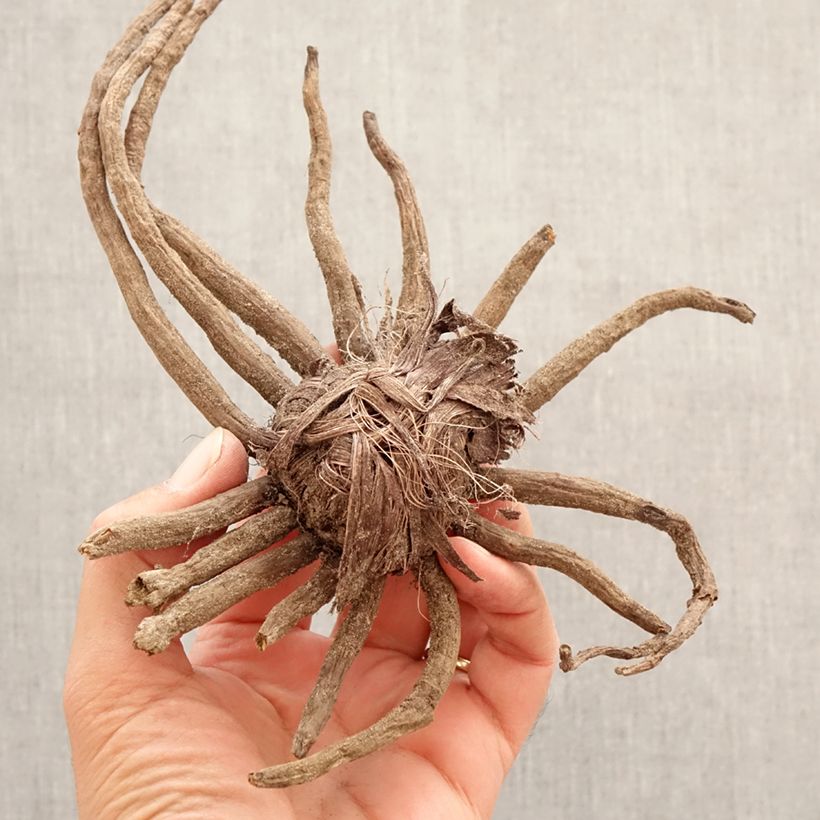 Exemplaar van Eremurus Romance - Steppenlelie Bol kaliber I zoals geleverd in de lente