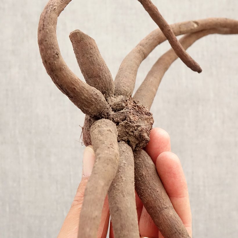 Exemplaar van Eremurus White Beauty Favourite - Steppenlelie Bol kaliber I zoals geleverd in de lente