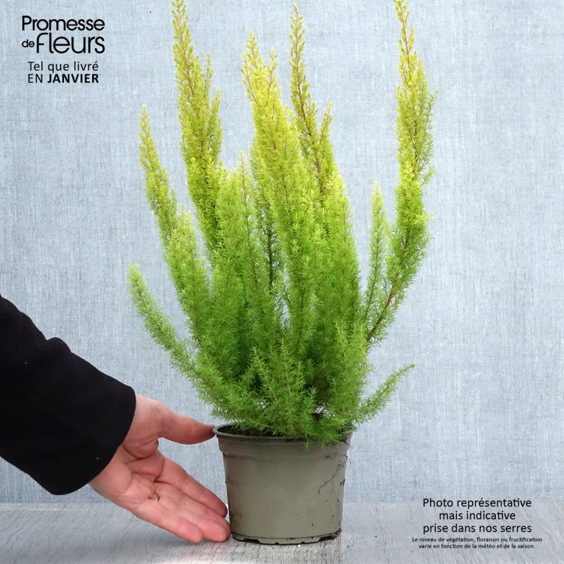 Example of Erica arborea Alberts Gold - Boomheide Pot van 1 l/1,5 l as you get in hiver