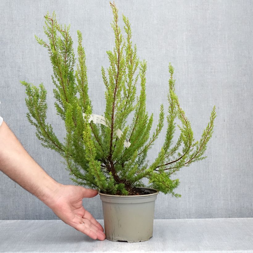 Exemplaar van Erica arborea Alpina - Boomheide Pot van 2 l/3 l zoals geleverd in de herfst