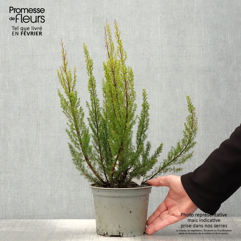 Example of Erica arborea Alpina - Boomheide Pot van 2 l/3 l as you get in hiver