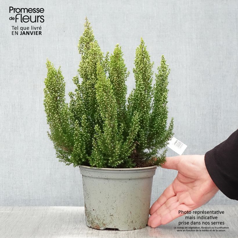 Example of Erica arborea Estrella Gold - Bruyère arborescente Pot van 2 l/3 l as you get in hiver