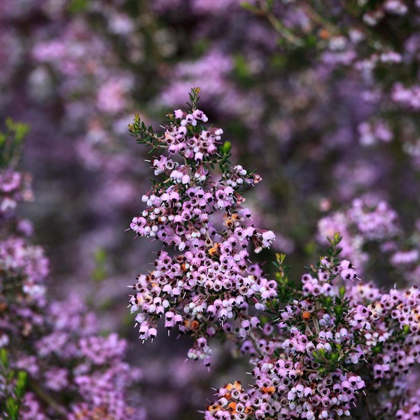 Erica canaliculata - Boomheide (Flowering)