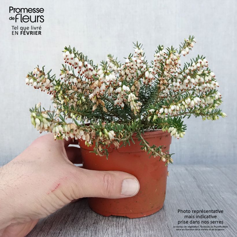Example of Erica darleyensis Darley Dale - Bruyère d'hiver Pot van 1 l/1,5 l as you get in hiver