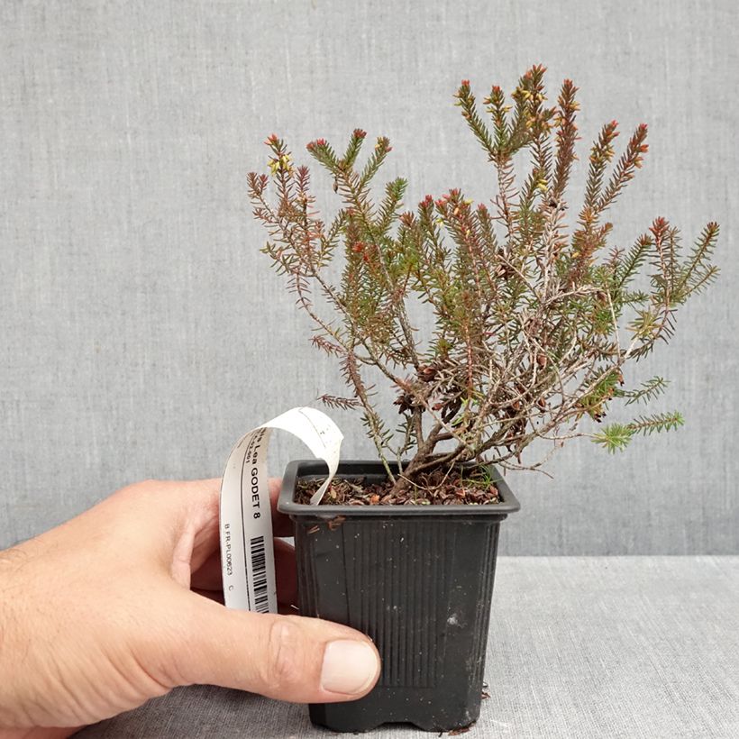 Exemplaar van Erica darleyensis Lea - Winterheide Kweekpotje van 8/9 cm zoals geleverd in de herfst