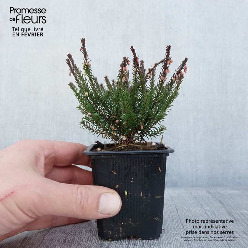 Example of Erica darleyensis Lea - Bruyère d'hiver Kweekpotje van 8/9 cm as you get in hiver