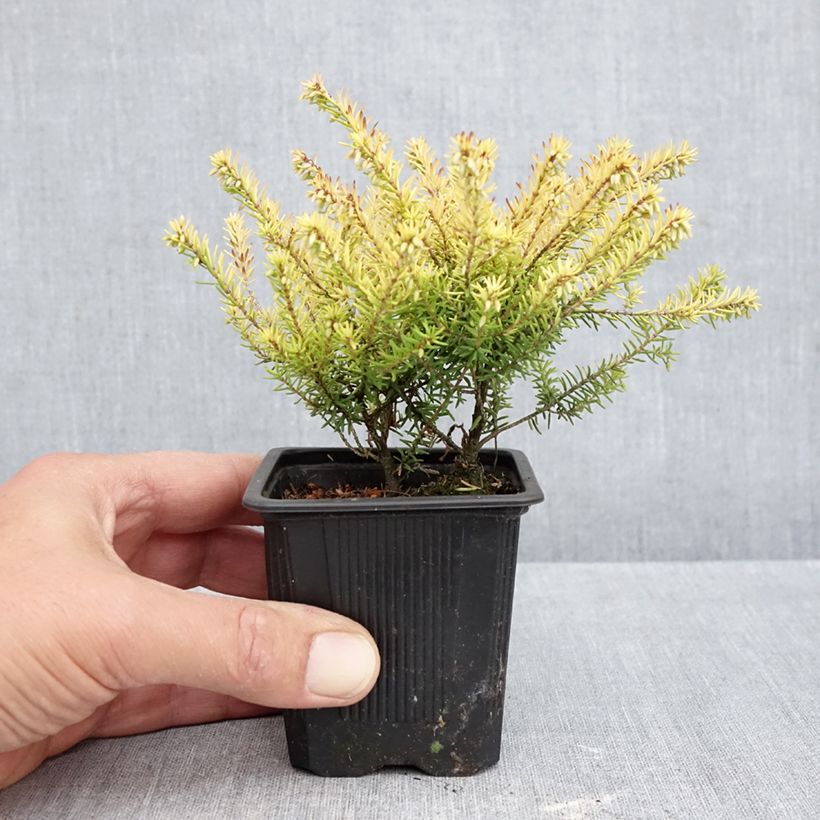 Exemplaar van Erica darleyensis Marie Helen - Winterheide Kweekpotje van 8/9 cm zoals geleverd in de herfst