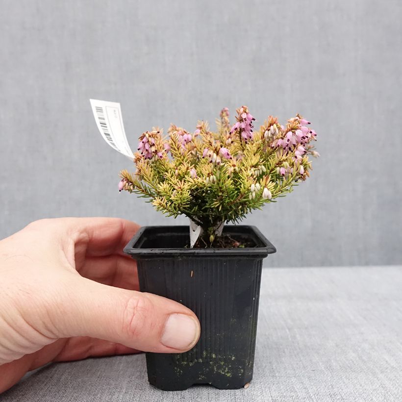 Example of Erica darleyensis Marie Helen - Bruyère d'hiver Kweekpotje van 8/9 cm as you get in hiver