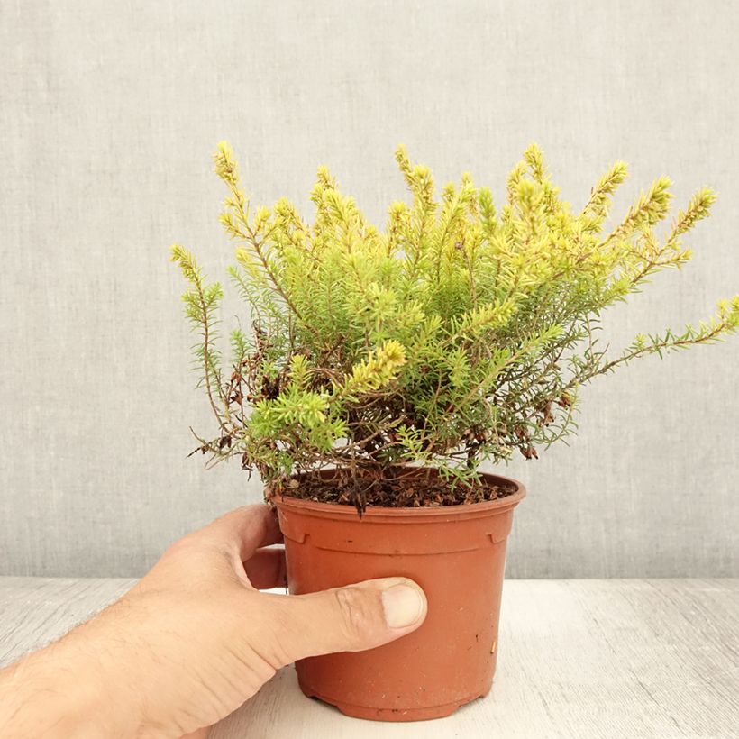 Exemplaar van Erica darleyensis Marie Helen - Winterheide Pot van 1 l/1,5 l zoals geleverd in de zomer