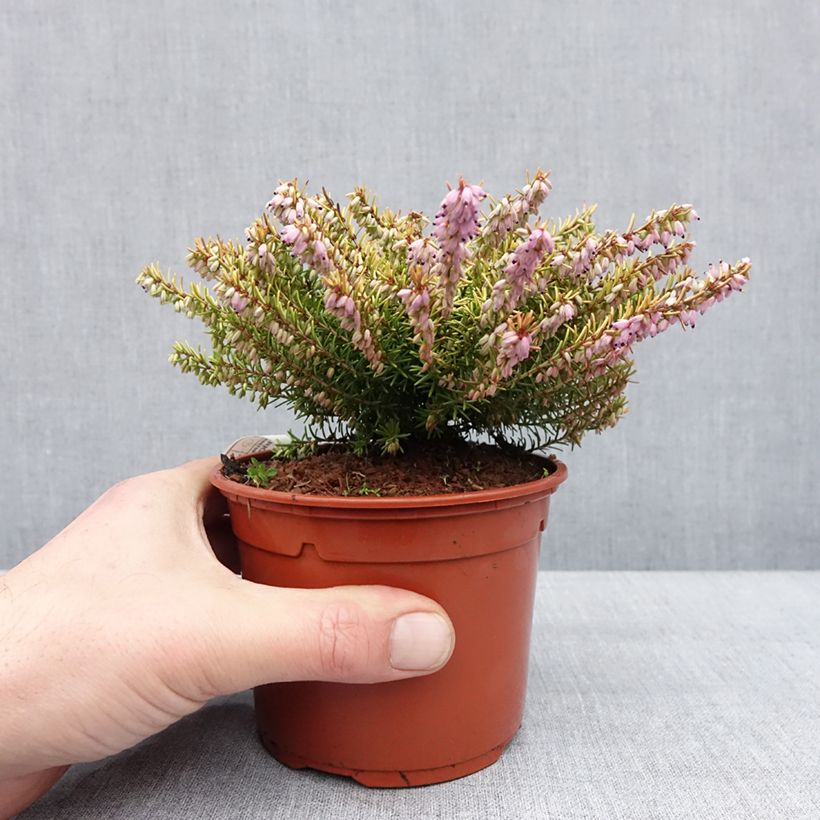 Example of Erica darleyensis Marie Helen - Bruyère d'hiver Pot van 1 l/1,5 l as you get in hiver
